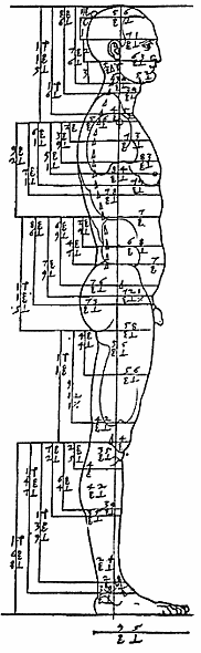 Proportionsschema von Dürer